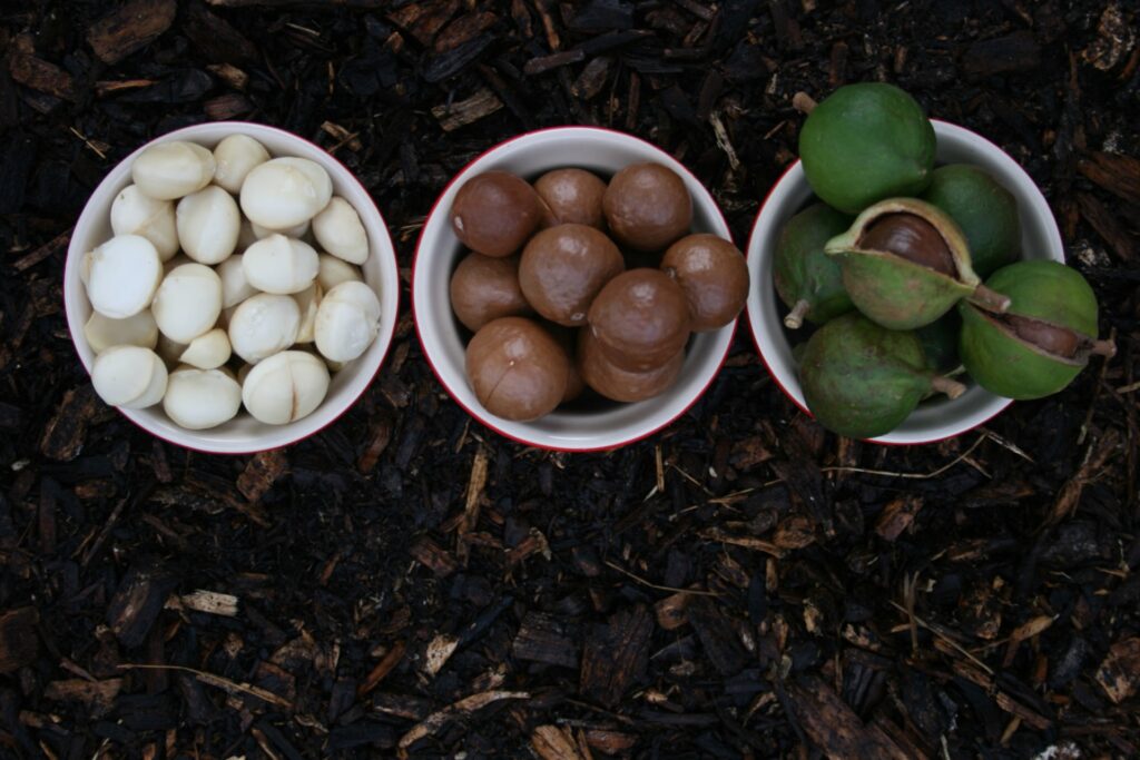 macadamia nuts in 3 bowls